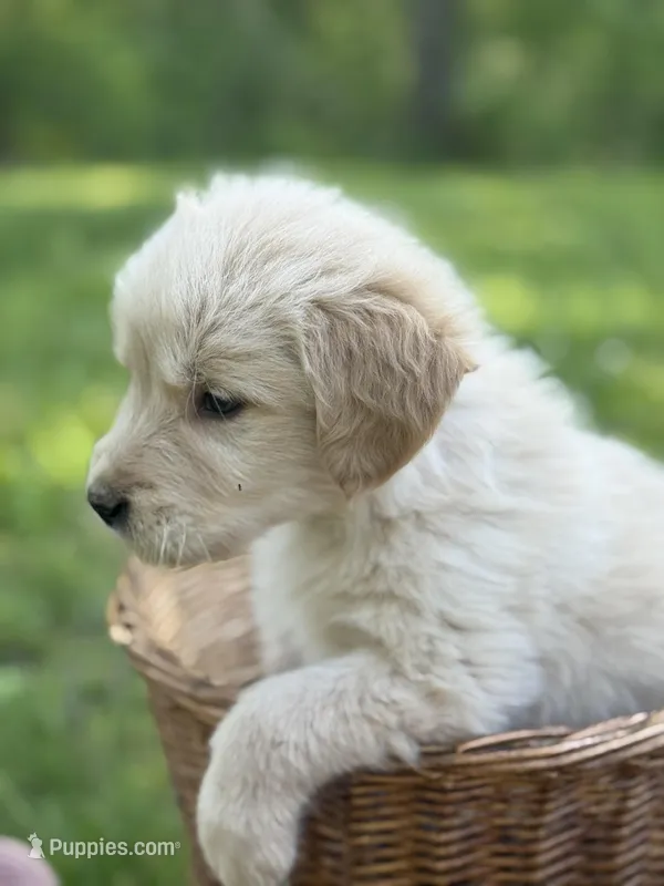 Marshall  – Golden Retriever puppy for sale in Bloomfield, IN