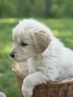 Marshall , a male Golden Retriever for sale in Bloomfield, IN – 1 of 5