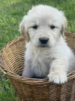Marshall , a male Golden Retriever for sale in Bloomfield, IN – 5 of 5