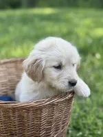 Marshall , a male Golden Retriever for sale in Bloomfield, IN – 3 of 5