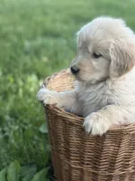 Zuma, a male Golden Retriever for sale in Bloomfield, IN – 3 of 3
