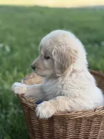 Zuma, a male Golden Retriever for sale in Bloomfield, IN – 1 of 3