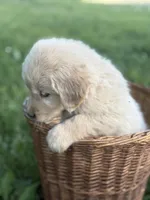 Zuma, a male Golden Retriever for sale in Bloomfield, IN – 2 of 3