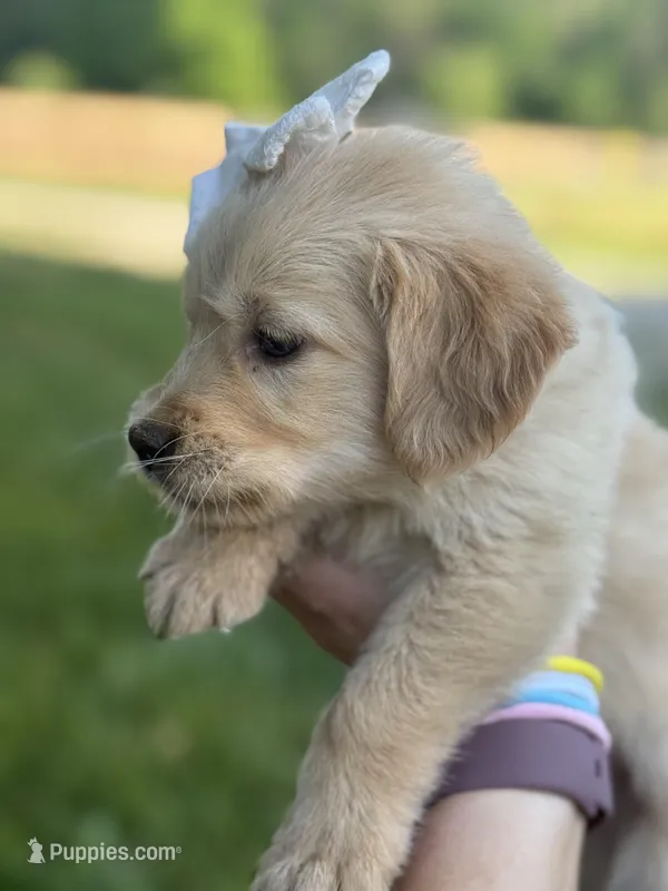 Everest – Golden Retriever puppy for sale in Bloomfield, IN