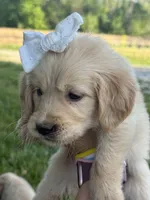 Everest, a female Golden Retriever for sale in Bloomfield, IN – 4 of 4
