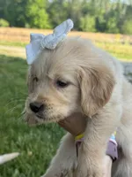 Everest, a female Golden Retriever for sale in Bloomfield, IN – 2 of 4