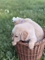 Everest, a female Golden Retriever for sale in Bloomfield, IN – 3 of 4