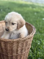 Chase, a female Golden Retriever for sale in Bloomfield, IN – 3 of 5