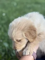 Chase, a female Golden Retriever for sale in Bloomfield, IN – 5 of 5