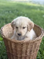 Chase, a female Golden Retriever for sale in Bloomfield, IN – 2 of 5