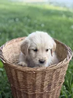 Chase, a female Golden Retriever for sale in Bloomfield, IN – 4 of 5