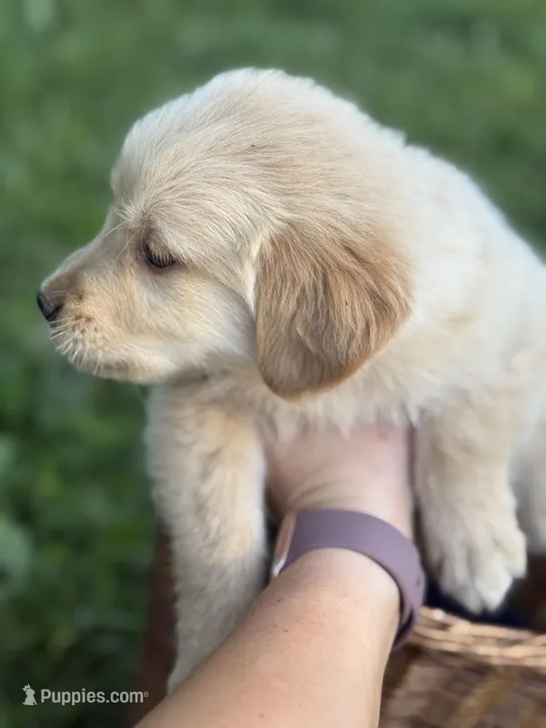 Chase – Golden Retriever puppy for sale in Bloomfield, IN