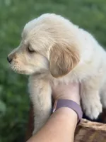 Chase, a female Golden Retriever for sale in Bloomfield, IN – 1 of 5