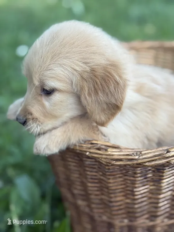 Skye – Golden Retriever puppy for sale in Bloomfield, IN