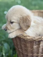 Skye, a female Golden Retriever for sale in Bloomfield, IN – 1 of 6