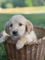 Skye, a female Golden Retriever for sale in Bloomfield, IN – 4 of 6