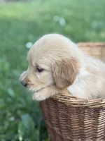 Skye, a female Golden Retriever for sale in Bloomfield, IN – 3 of 6