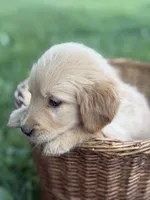 Skye, a female Golden Retriever for sale in Bloomfield, IN – 6 of 6