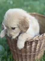 Skye, a female Golden Retriever for sale in Bloomfield, IN – 2 of 6