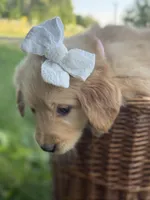 Skye, a female Golden Retriever for sale in Bloomfield, IN – 5 of 6