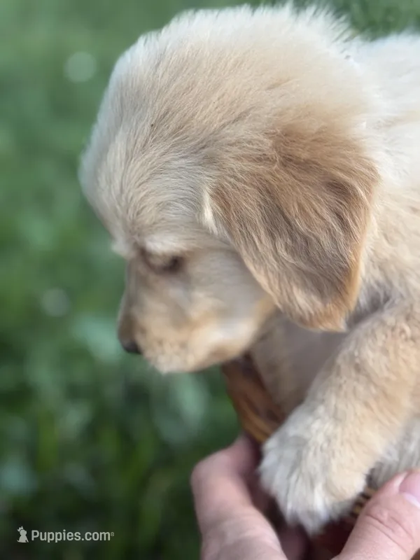 Tracker – Golden Retriever puppy for sale in Bloomfield, IN