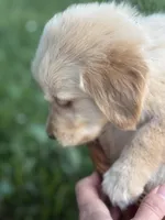 Tracker, a male Golden Retriever for sale in Bloomfield, IN – 1 of 3