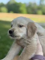 Tracker, a male Golden Retriever for sale in Bloomfield, IN – 2 of 3
