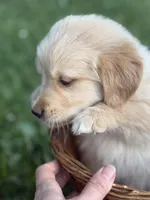 Tracker, a male Golden Retriever for sale in Bloomfield, IN – 3 of 3