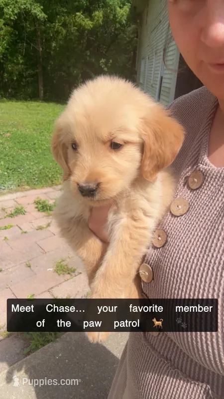 Chase – Golden Retriever puppy for sale in Bloomfield, IN