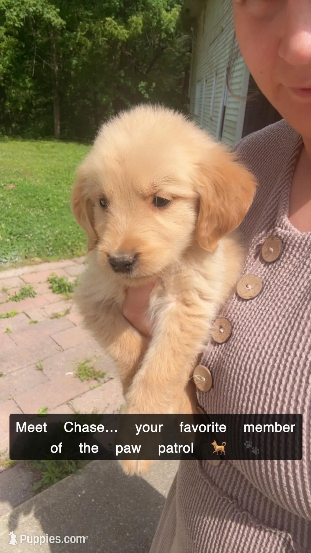 Chase, a female Golden Retriever for sale in Bloomfield, IN – 1 of 6