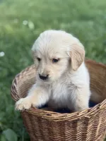 Rubble, a male Golden Retriever for sale in Bloomfield, IN – 5 of 8