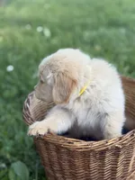 Rubble, a male Golden Retriever for sale in Bloomfield, IN – 6 of 8