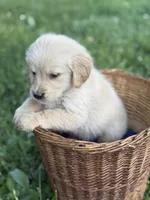 Rubble, a male Golden Retriever for sale in Bloomfield, IN – 8 of 8