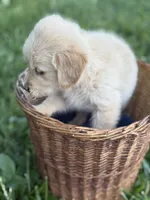Rubble, a male Golden Retriever for sale in Bloomfield, IN – 2 of 8