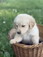Rubble, a male Golden Retriever for sale in Bloomfield, IN – 7 of 8