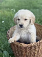 Rubble, a male Golden Retriever for sale in Bloomfield, IN – 4 of 8