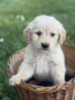 Rubble, a male Golden Retriever for sale in Bloomfield, IN – 1 of 8