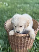 Rubble, a male Golden Retriever for sale in Bloomfield, IN – 3 of 8