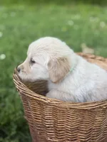Rocky , a male Golden Retriever for sale in Bloomfield, IN – 2 of 4
