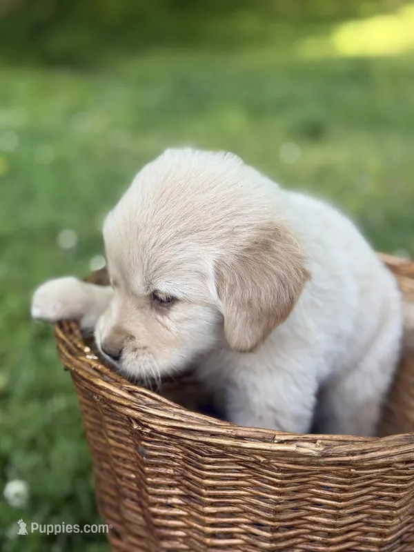 Rocky  – Golden Retriever puppy for sale in Bloomfield, IN