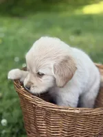 Rocky , a male Golden Retriever for sale in Bloomfield, IN – 1 of 4