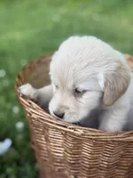 Rocky , a male Golden Retriever for sale in Bloomfield, IN – 3 of 4