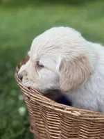 Rocky , a male Golden Retriever for sale in Bloomfield, IN – 4 of 4