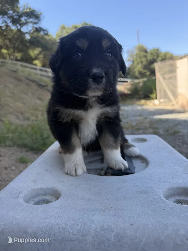 Black Tri Male Captain A – Miniature Australian Shepherd puppy for sale in Prunedale, CA