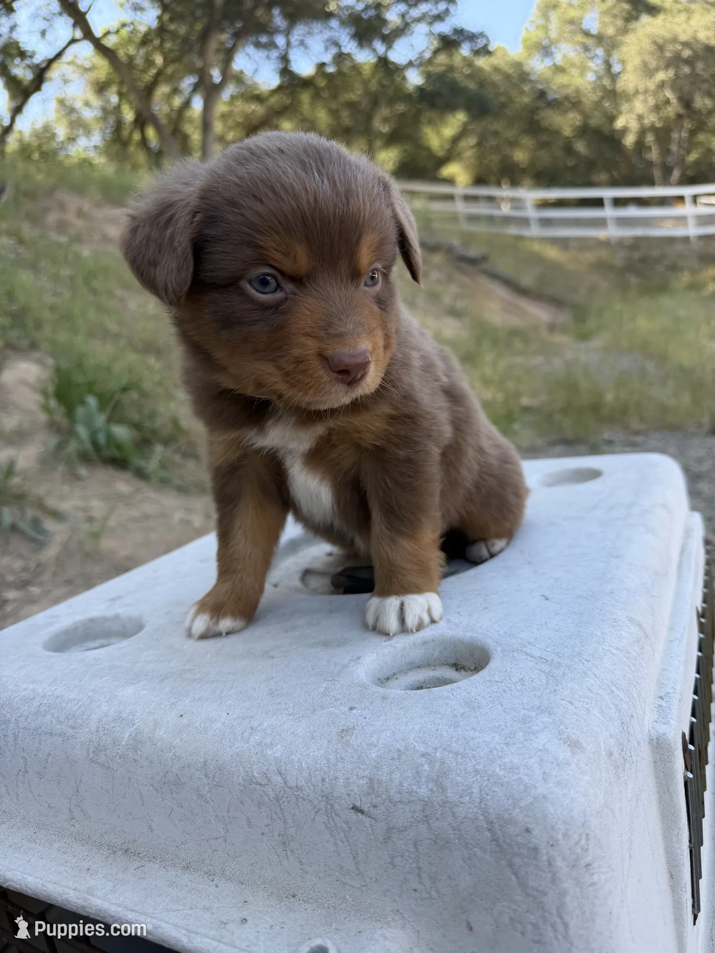 Hulk – Miniature Australian Shepherd Puppy for Sale | Puppies.com