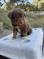 Hulk, a male Miniature Australian Shepherd for sale in Prunedale, CA – 1 of 2