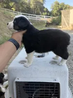 Black Tri Male Thor, a male Miniature Australian Shepherd for sale in Prunedale, CA – 5 of 5