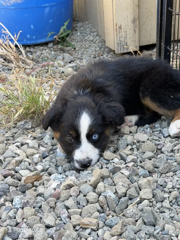 Black Tri Male ( Loki) – Miniature Australian Shepherd puppy for sale in Prunedale, CA