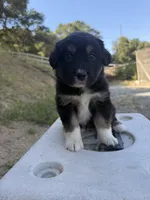 Black Tri Male Captain A, a male Miniature Australian Shepherd for sale in Prunedale, CA – 2 of 4