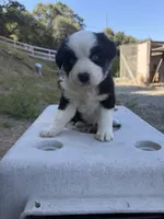 Black Tri Male Thor, a male Miniature Australian Shepherd for sale in Prunedale, CA – 3 of 5
